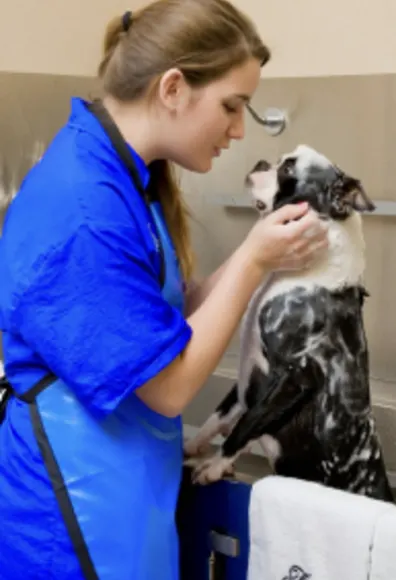 Dog being groomed